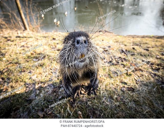 A coypu, a type of large rodent, on the banks of the Nidda, a small river in the north of Frankfurt am Main, Germany, 22 January 2017