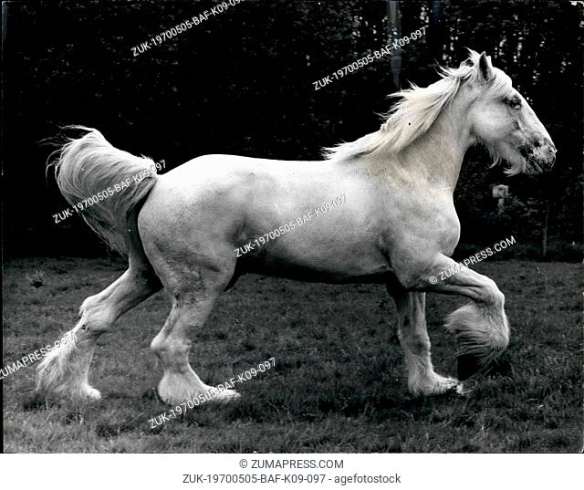 May 05, 1970 - Away from the city bustle.: A fine study of Anchor, who with three other shire horses from the 20 at the Whitbread stables in Chiswell street