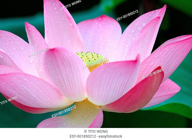 Closeup of blooming lotus flower