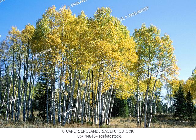 Aspen trees (Populus tremuloides). Grand Teton National Park. Wyoming. USA