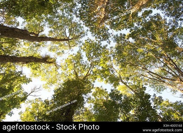 Poplar trees invaded by climbing ivy, Eure-et-Loir department, Centre-Val de Loire region, France, Europe