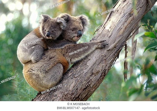 koala Phascolarctus cinereus, Dez 97