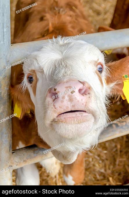 portrait of a suffering cattle calf