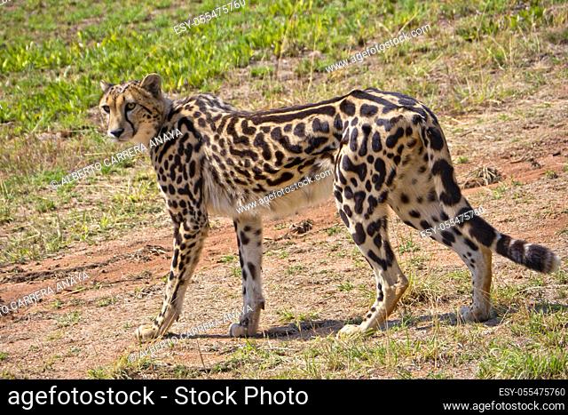 Cheetah, Acinonyx jubatus, South Africa, Africa