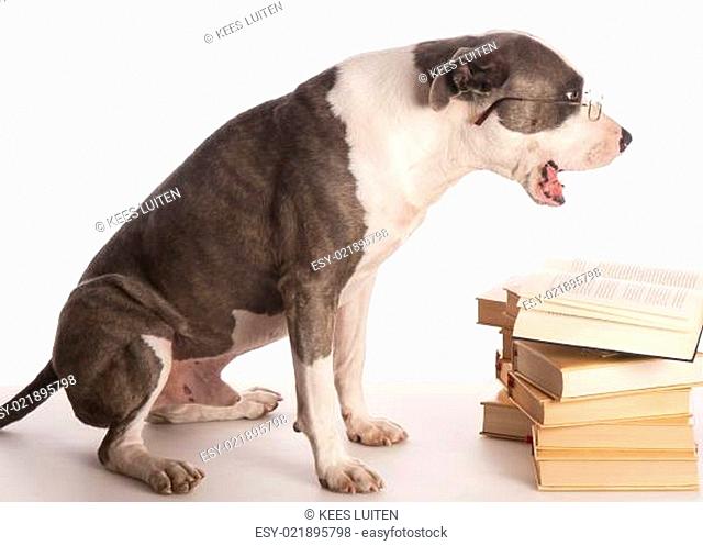 american staffordshire terrier reading a book