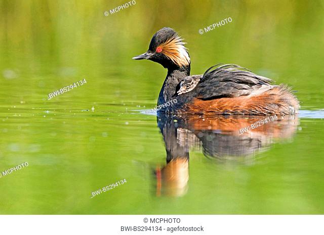 black-necked grebe (Podiceps nigricollis), with chick on its back, Germany, Bavaria, Eschenbach