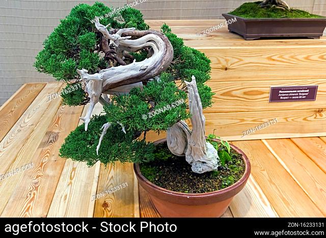 Bonsai - Chinese juniper (Juniperus chinensis). Age - about 100 years. Exhibition of Bonsai in Aptekarsky Ogorod (a branch of the Botanical Garden of Moscow...