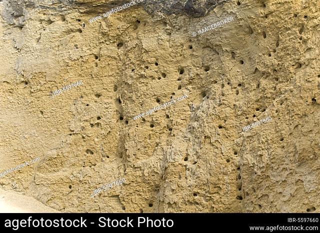 Mining Bee (Halictus sp.) nestholes in coastal cliff face, Osmington, Dorset, England, United Kingdom, Europe