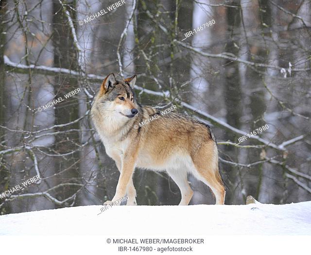Mackenzie Wolf, Alaskan Tundra Wolf or Canadian Timber Wolf (Canis lupus occidentalis) in the snow, alpha