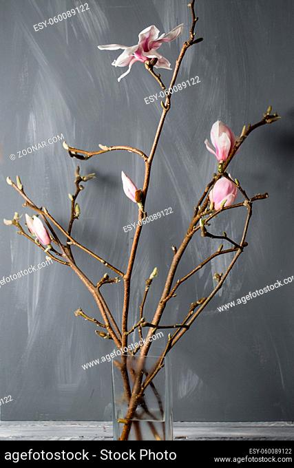 flowers magnolia in glass vase Magnolia stellata . Still life