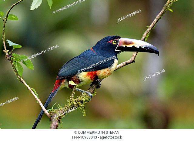 Collared Aracari, Aracari, Toucan, woodpecker, Pteroglossus torquatus, bird, birds, animal, animals, fauna, wildlife, wild animal, wild animals, nature