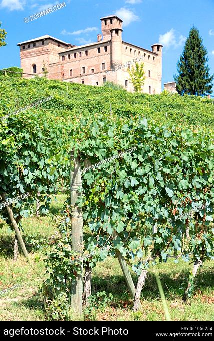 Vineyard in Piedmont Region, Italy, with Grinzane Cavour castle in the background. The Langhe is the wine district of Barolo wine