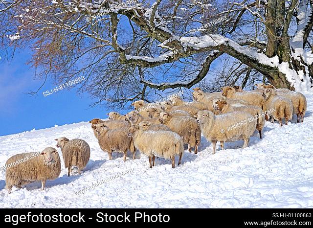 Domestic Sheep. Mixed flock (Coburg Fox Sheep and others) standing on a snowy pasture undere an old Lime tree. Germany