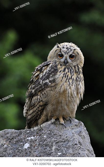 Eurasian Eagle Owl ( Bubo bubo ), young owl, roosting, perched, sitting on a rock, wildlife, Europe.