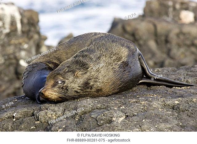 Galapagos fur seal, Arctocephalus galapagoensis