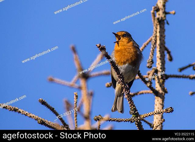 A Robin Singing (Erithacus rubecula) in the Uk