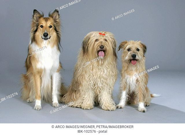Mixed Breed Dogs and Collie