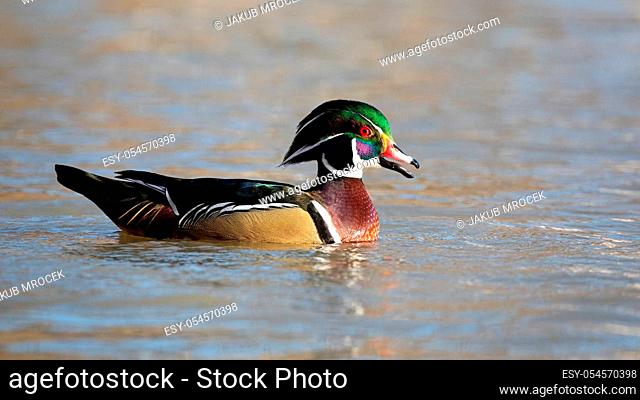 Male wood duck, aix sponsa, quacking with open beak on water of lake on a sunny day. Wild bird making a sound on river from low angle with copy space