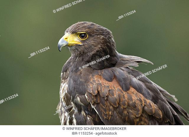 Harris Hawk (Parabuteo unicinctus), Wildlife park Daun, Rhineland-Palatinate, Germany, Europe