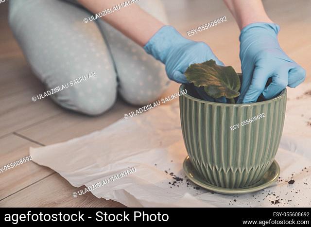 Woman in gloves plants sprouted violet leaf in pot with fertile plant soil at home