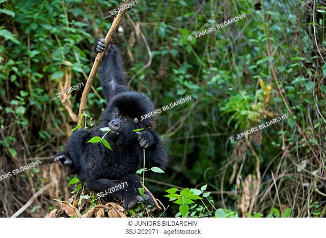 Mountain Gorilla (Gorilla beringei beringei). Juvenile eating a twig. Volcanoes National Park, Rwanda