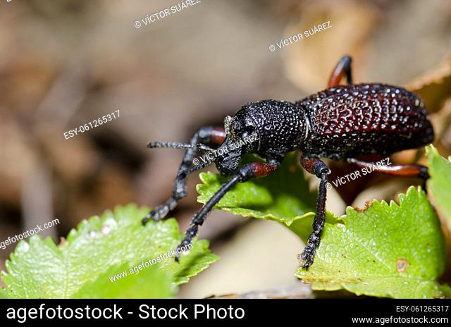 Beetle Aegorhinus vitulus. Conguillio National Park. Araucania Region. Chile