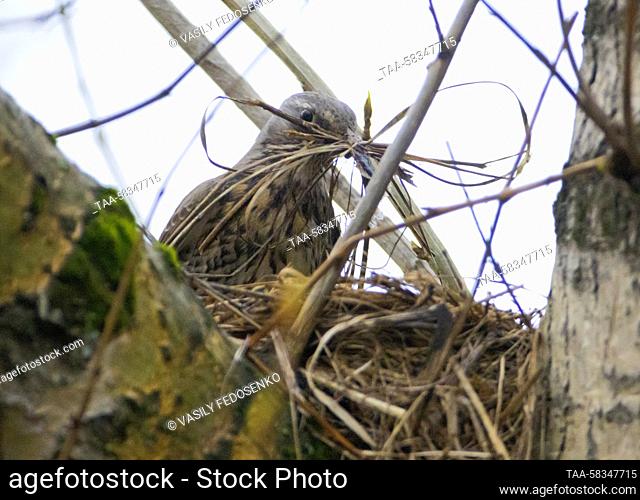 RUSSIA, MOSCOW - APRIL 11, 2023: A fieldfare builds a nest on a tree in Moscow's Victory Park. Vasily Fedosenko/TASS