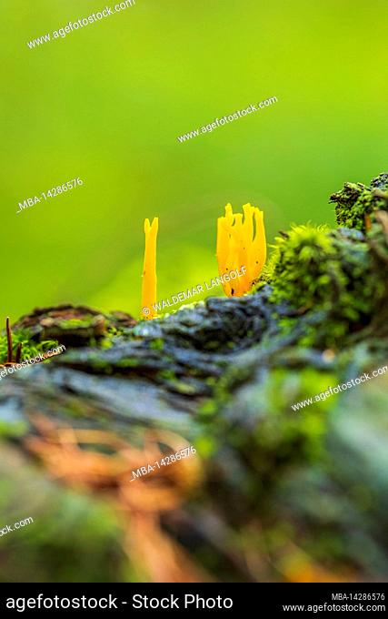 yellow stagshorn, close up, forest still life