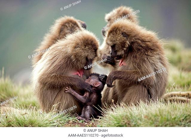 Gelada females(Theropithecus gelada) grooming a 'black infant' about 1 month old. Simien Mountains National Park, Ethiopia. Nov 2008