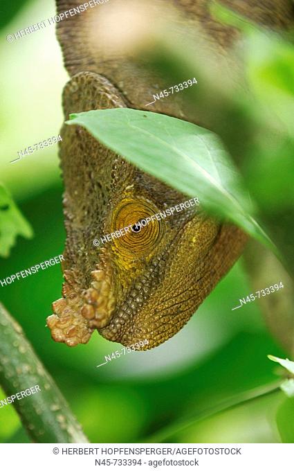 Parson's Giant Chameleon (Calumma parsonii)