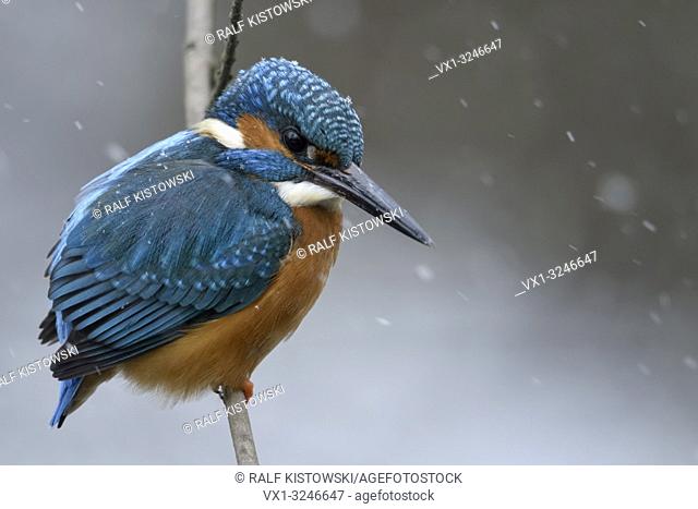 Eurasian Kingfisher ( Alcedo atthis ), male in cold winter, snowfall, perched on a branch, hunting, fluffed up feathers, wildlife, Europe