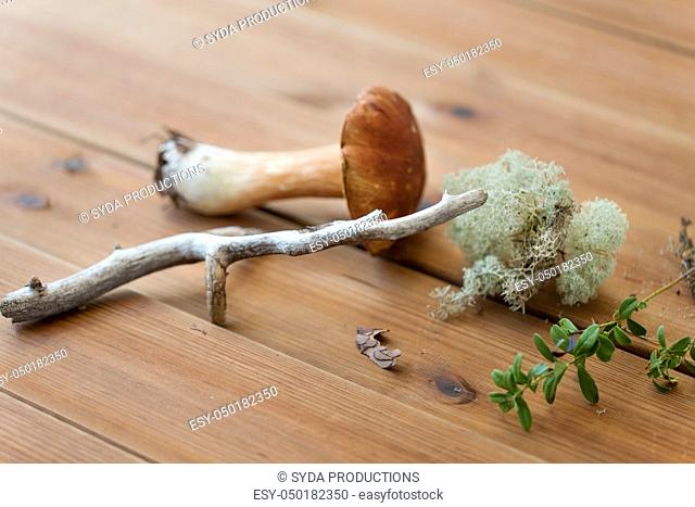 boletus mushrooms, moss, branch and bark on wood