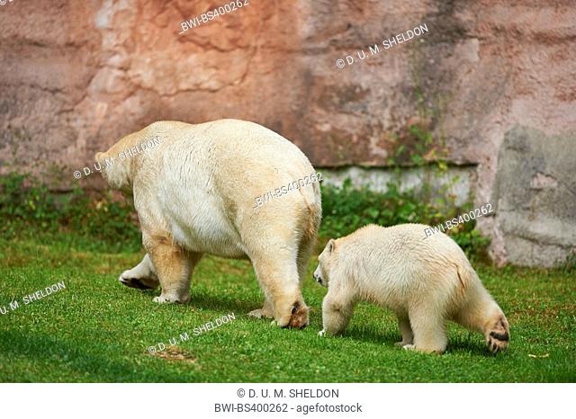 polar bear (Ursus maritimus), polar bear cub walking behind its mother, side view
