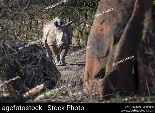 Gaya, three years old cow of southern white rhinoceros (Ceratotherium simum simum), is seen for the first time in a large outdoor enclosure, on March 19, 2020