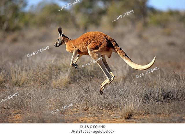 Red Kangaroo, (Macropus rufus), adult male jumping, Sturt Nationalpark, New South Wales, Australia