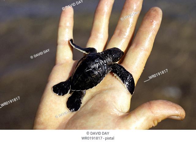 Hatchling green turtle in somebody's hand Chelonia mydas Playa Espumilla, Isla Santiago, Galapagos, Ecuador