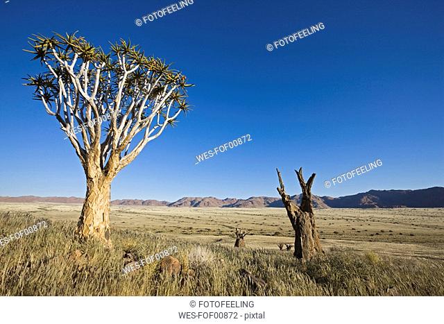 Africa, Namibia, Tubular tree Aloe dichotoma