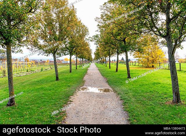 Europe, Germany, Baden-Wuerttemberg, Stuttgart, avenue of trees through the agricultural landscape behind Hohenheim Castle