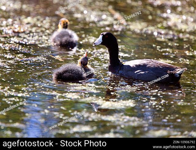 Baby Coot Waterhen in a Saskatchewan Canada Pond