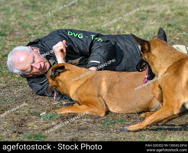 27 February 2020, Brandenburg, Wriezen: Günter Hytra, dog sports friend, with his two dogs Athos (l) and Eddi, so-called Malinois