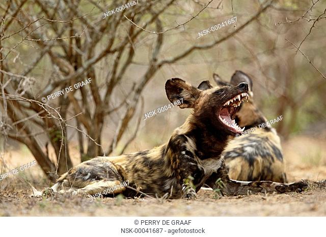African Wild Dog (Lycaon pictus) yawning, South Africa, Mpumalanga, Kruger National Park