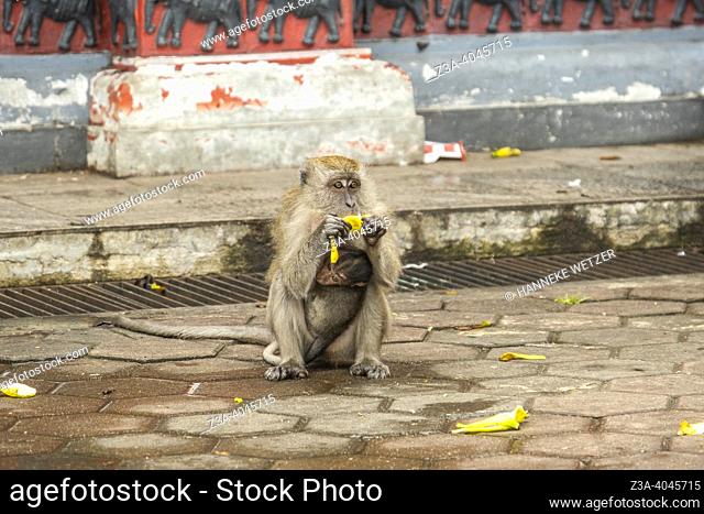Monkeys eating a banana at the Batu Caves in Gombak, Selangor, Malaysia, Asia