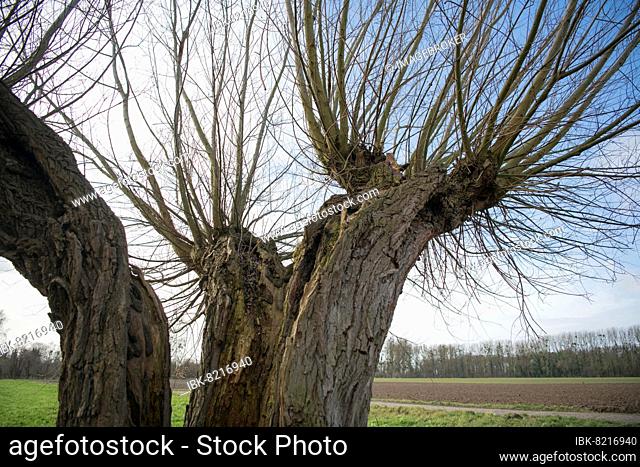 Willows (Salix), old pollarded willow with abundant deadwood structures as a place for biodiversity, nature conservation, Düsseldorf, Germany, Europe