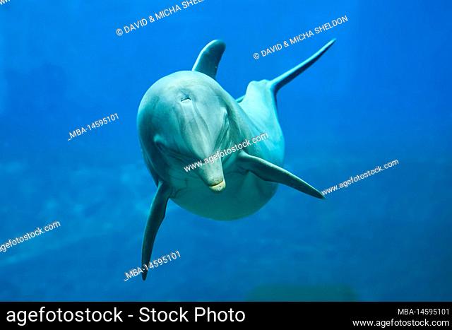 Atlantic bottlenose dolphin (Tursiops truncatus), captive, Germany