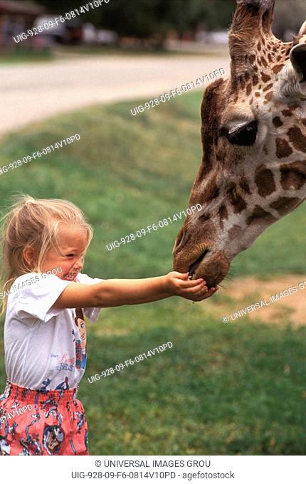 Girl Feeding Giraffe