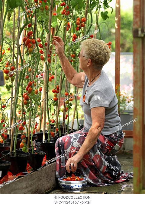 Elderley female collecting tomatoes in domestic greenhouse