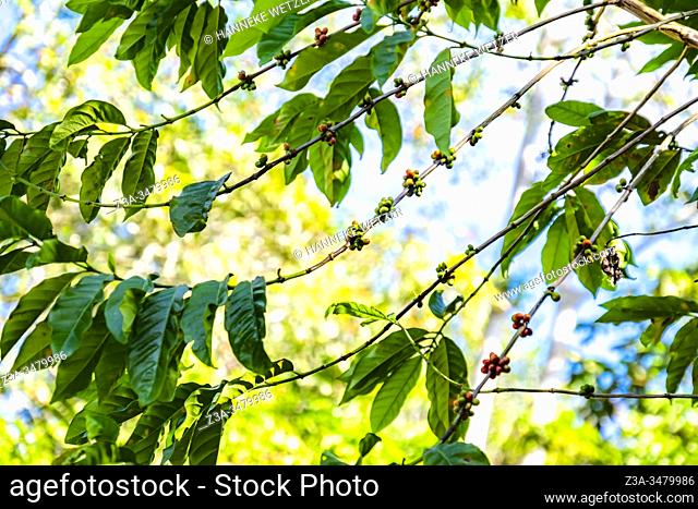 Coffee beans growing on a coffee plant in Topes de Collantes, Trinidad, Republic of Cuba, Caribbean, Central America