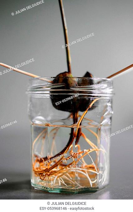 Close up of the roots system from a sprouted avocado plant growing in a jar