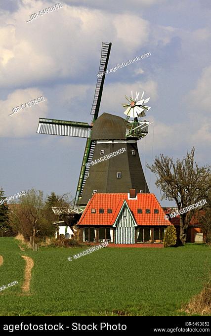 Historic windmill, gallery holland with wind rose, Siebenbäumen, Duchy of Lauenburg County, Schleswig-Holstein, Germany, Europe