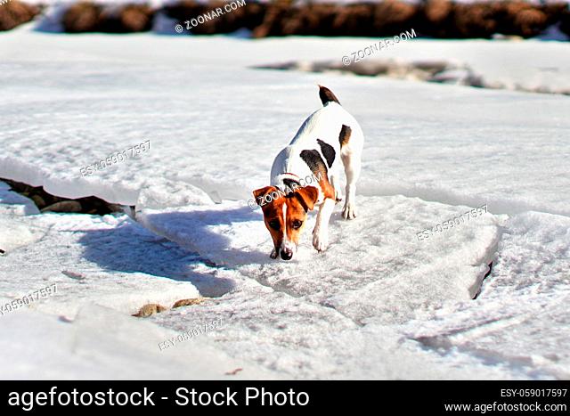 Small Jack Russell terrier walking on melting snow covered river, sniffing the ground on a sunny spring day